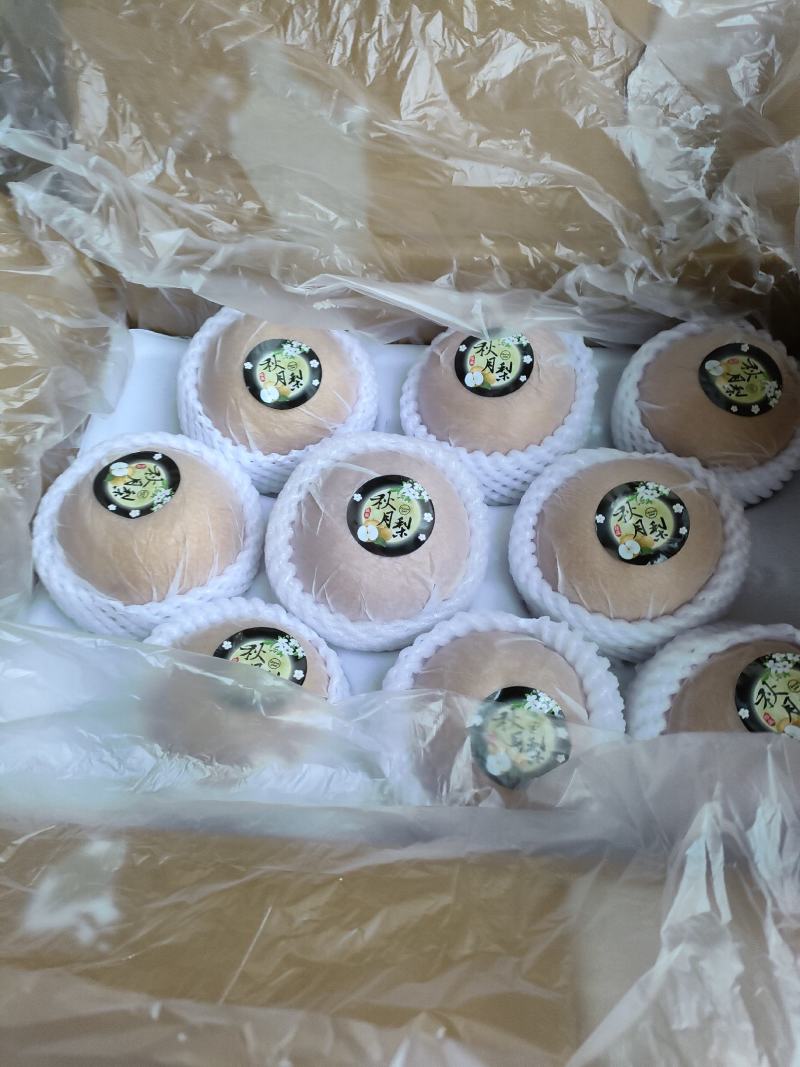 河北秋月梨新鲜上市，一手货源，口感脆甜价格低，产地直发