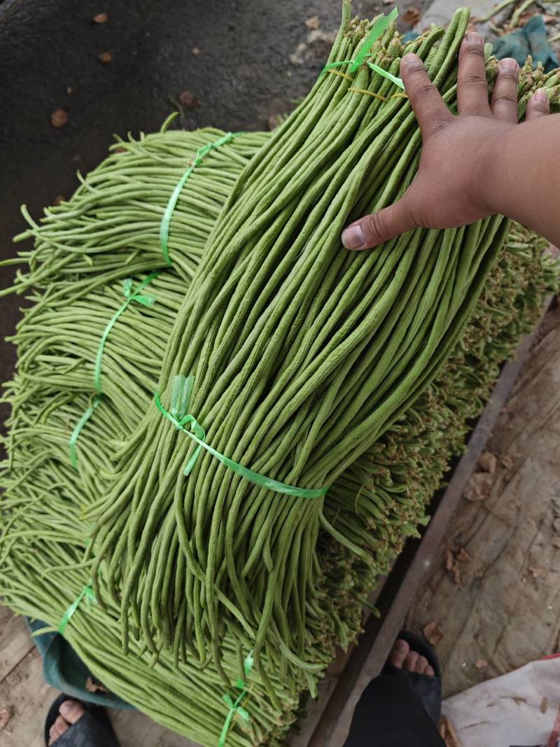 【推荐】长豆角，产地直供【市场】【加工厂】【电商】