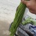 【推荐】长豆角，产地直供【市场】【加工厂】【电商】