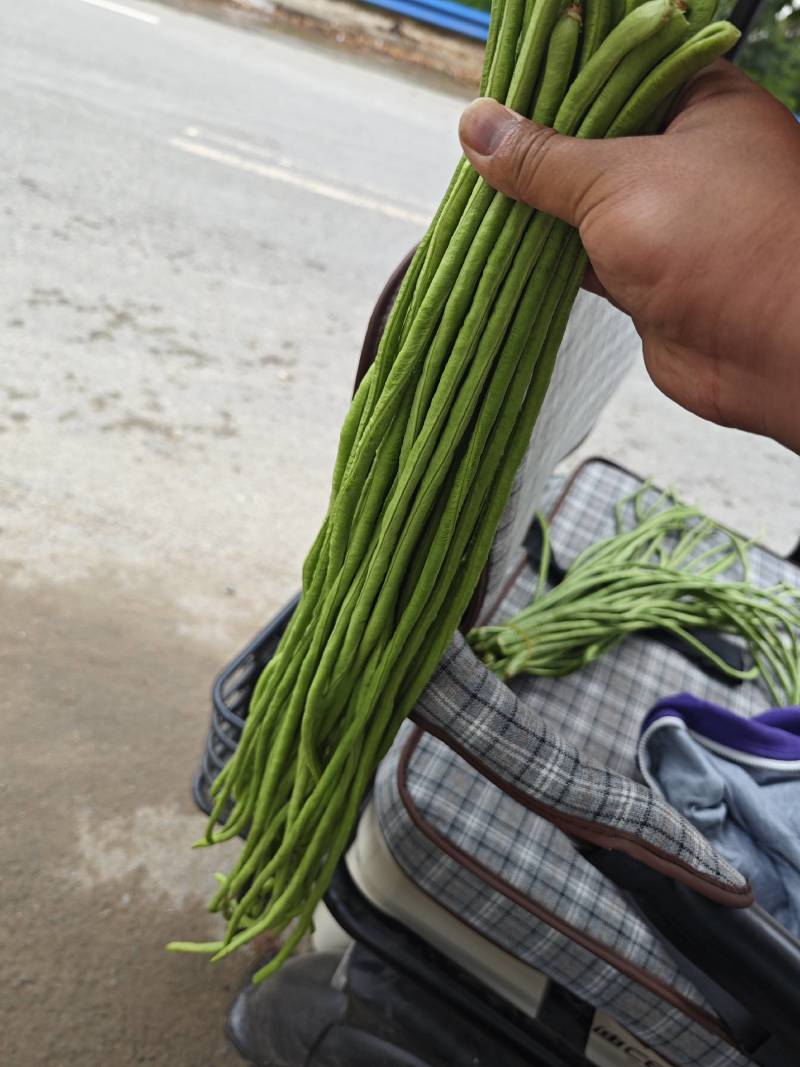 【推荐】长豆角，产地直供【市场】【加工厂】【电商】