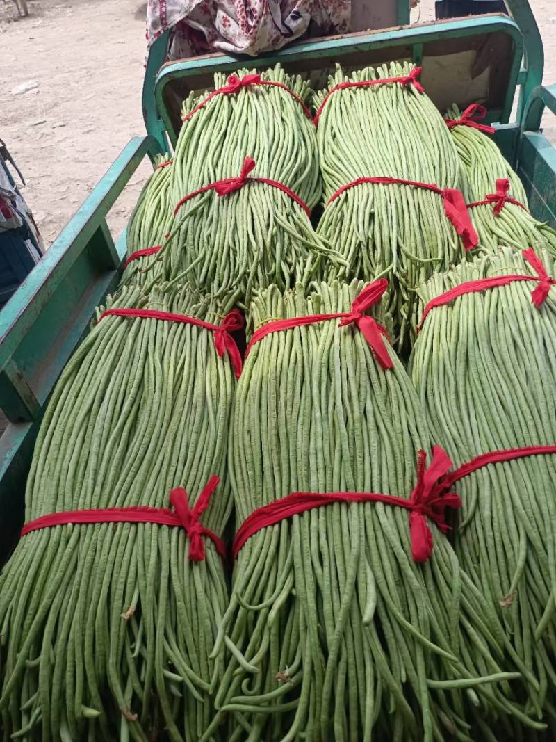 【推荐】长豆角，产地直供【市场】【加工厂】【电商】