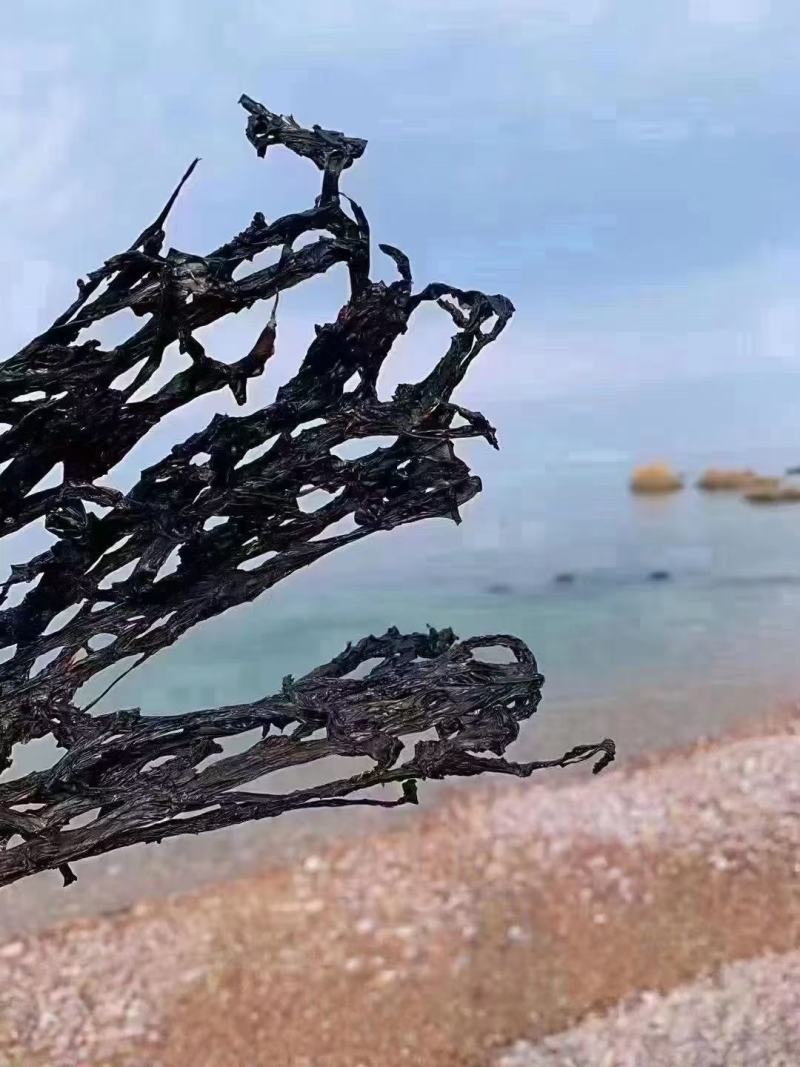 渤海湾长岛天然紫菜野生紫菜手工挑拣自然晾晒鲜美嫩滑