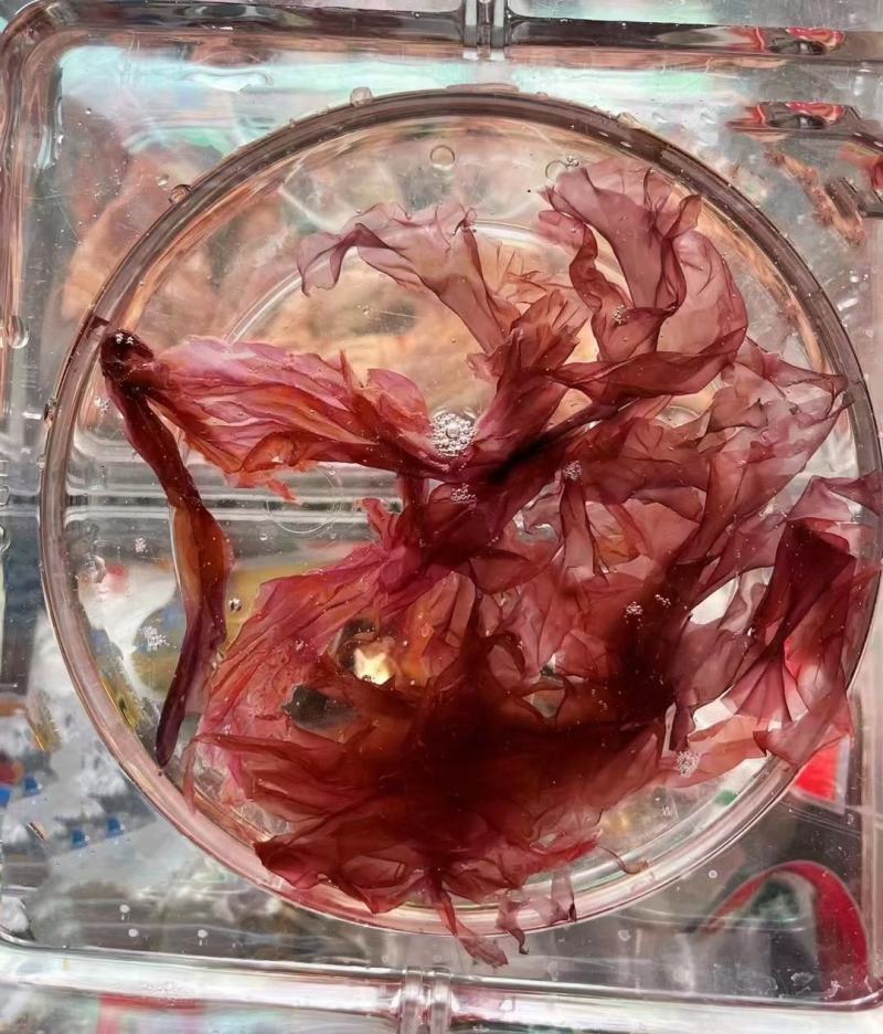 渤海湾长岛天然紫菜野生紫菜手工挑拣自然晾晒鲜美嫩滑