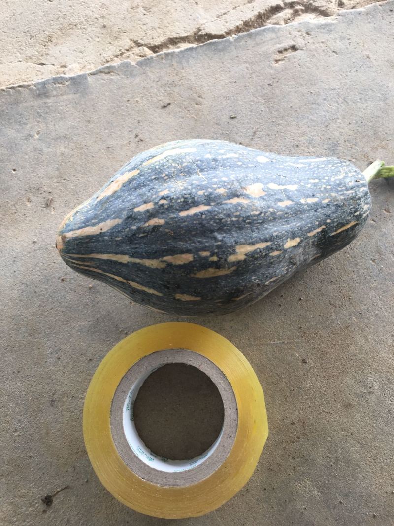 湖北香芋南瓜大量上市中，承接大型电商平台商场超市稳定供货