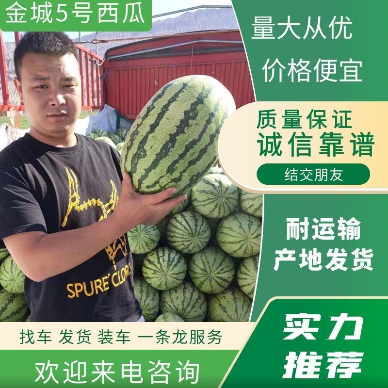 (热卖中）金城5号西瓜产地直发价格低欢迎咨询
