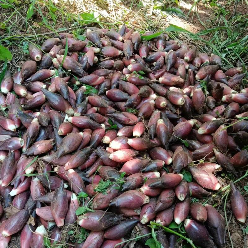 四川本地早晚红洋荷河火姜产地直供现采现发基地直供货源稳定