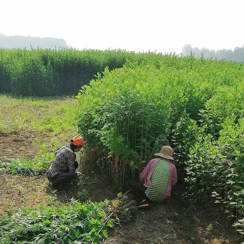 艾草新鲜正宗艾草艾叶长棵整株端午节挂门上野生整把全株艾草