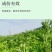 艾草新鲜正宗艾草艾叶长棵整株端午节挂门上野生整把全株艾草