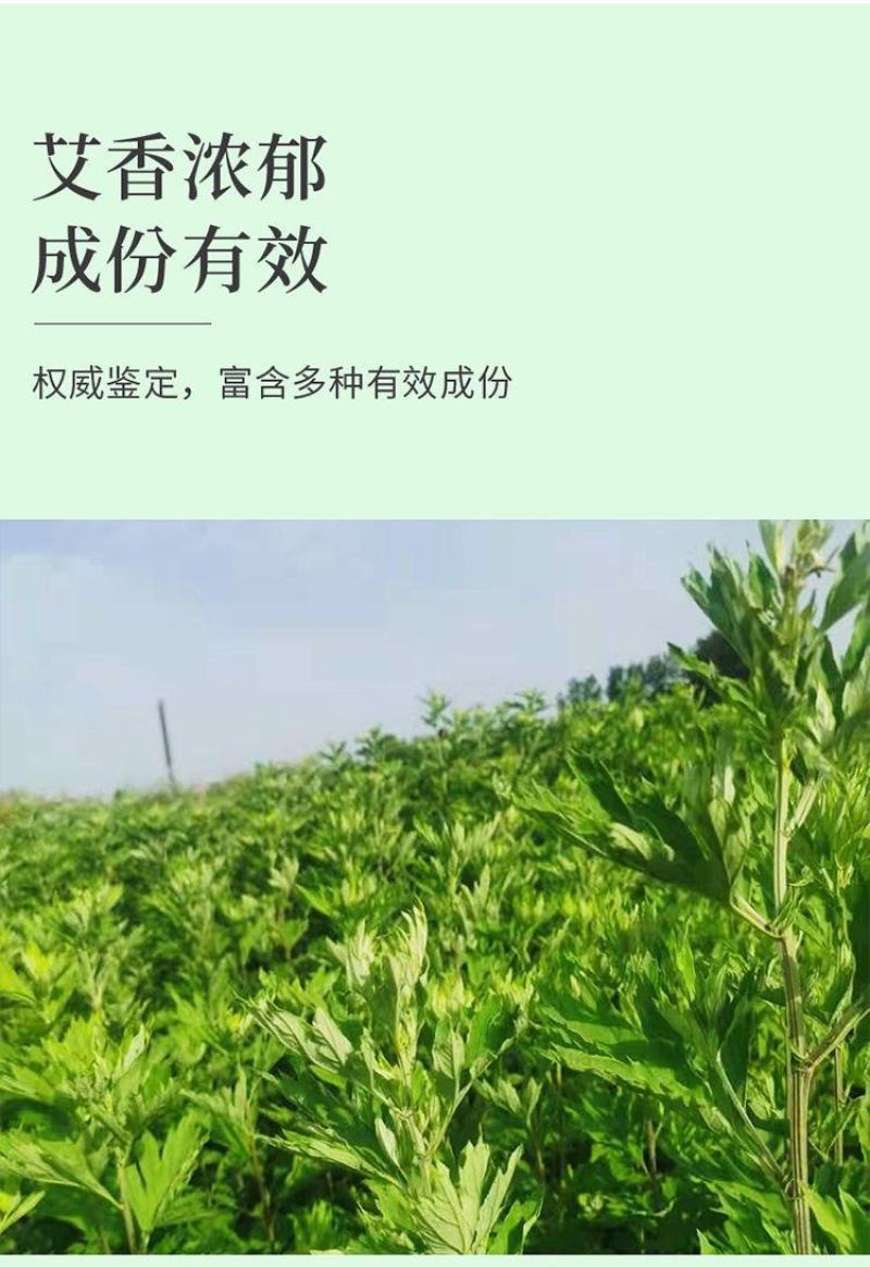 艾草新鲜正宗艾草艾叶长棵整株端午节挂门上野生整把全株艾草