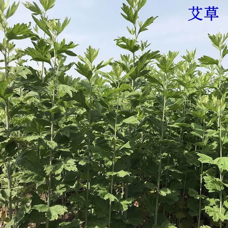 艾草新鲜正宗艾草艾叶长棵整株端午节挂门上野生整把全株艾草