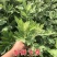 艾草新鲜正宗艾草艾叶长棵整株端午节挂门上野生整把全株艾草