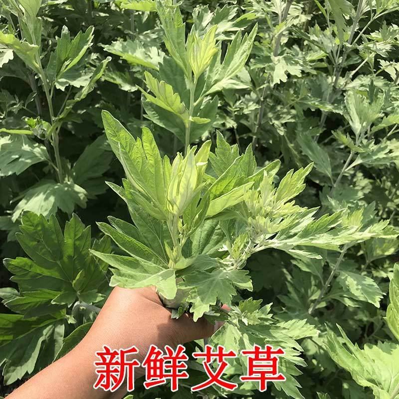 艾草新鲜正宗艾草艾叶长棵整株端午节挂门上野生整把全株艾草