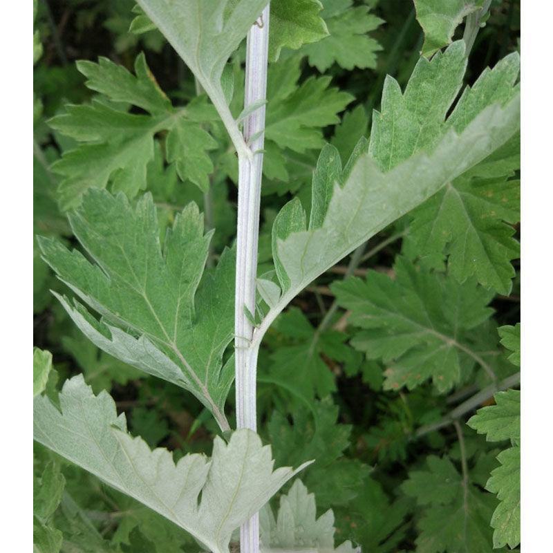 艾草新鲜正宗艾草艾叶长棵整株端午节挂门上野生整把全株艾草