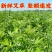 艾草新鲜正宗艾草艾叶长棵整株端午节挂门上野生整把全株艾草