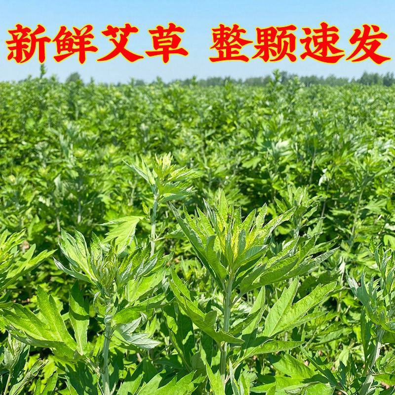 艾草新鲜正宗艾草艾叶长棵整株端午节挂门上野生整把全株艾草