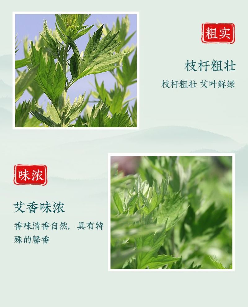 艾草新鲜正宗艾草艾叶长棵整株端午节挂门上野生整把全株艾草