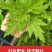艾草新鲜正宗艾草艾叶长棵整株端午节挂门上野生整把全株艾草