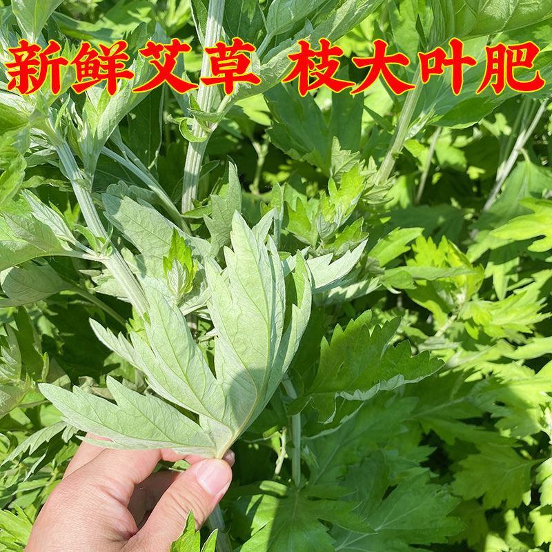 艾草新鲜正宗艾草艾叶长棵整株端午节挂门上野生整把全株艾草