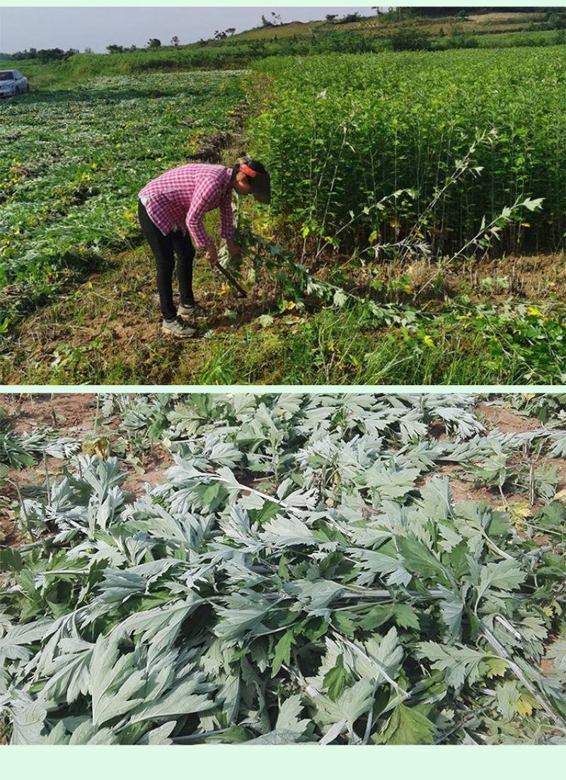 艾草新鲜正宗艾草艾叶长棵整株端午节挂门上野生整把全株艾草
