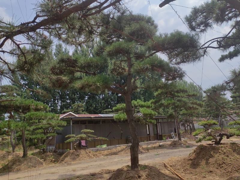 高四米地径20