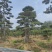 高四米地径20