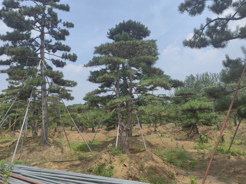 高四米地径20