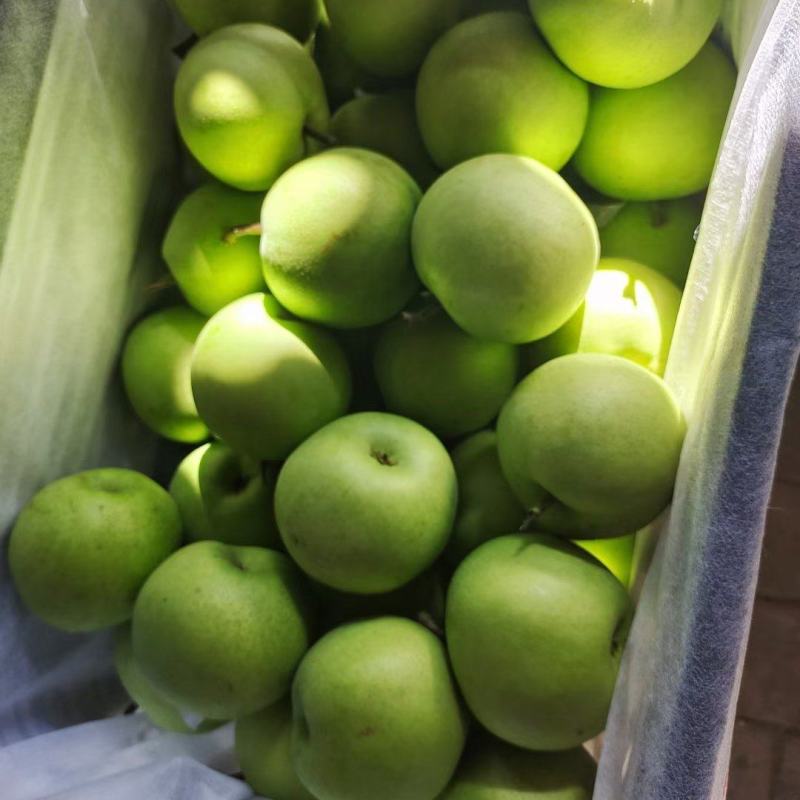 河北万亩精品绿宝梨大量上市产地直发量大从优欢迎来