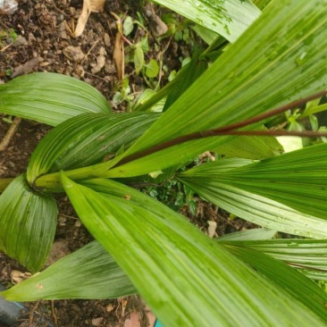 白芨种苗成品大量批发