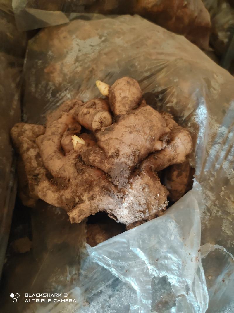 生姜，大黄姜自营加工厂电商出口小黄姜电商均可供应一件代发