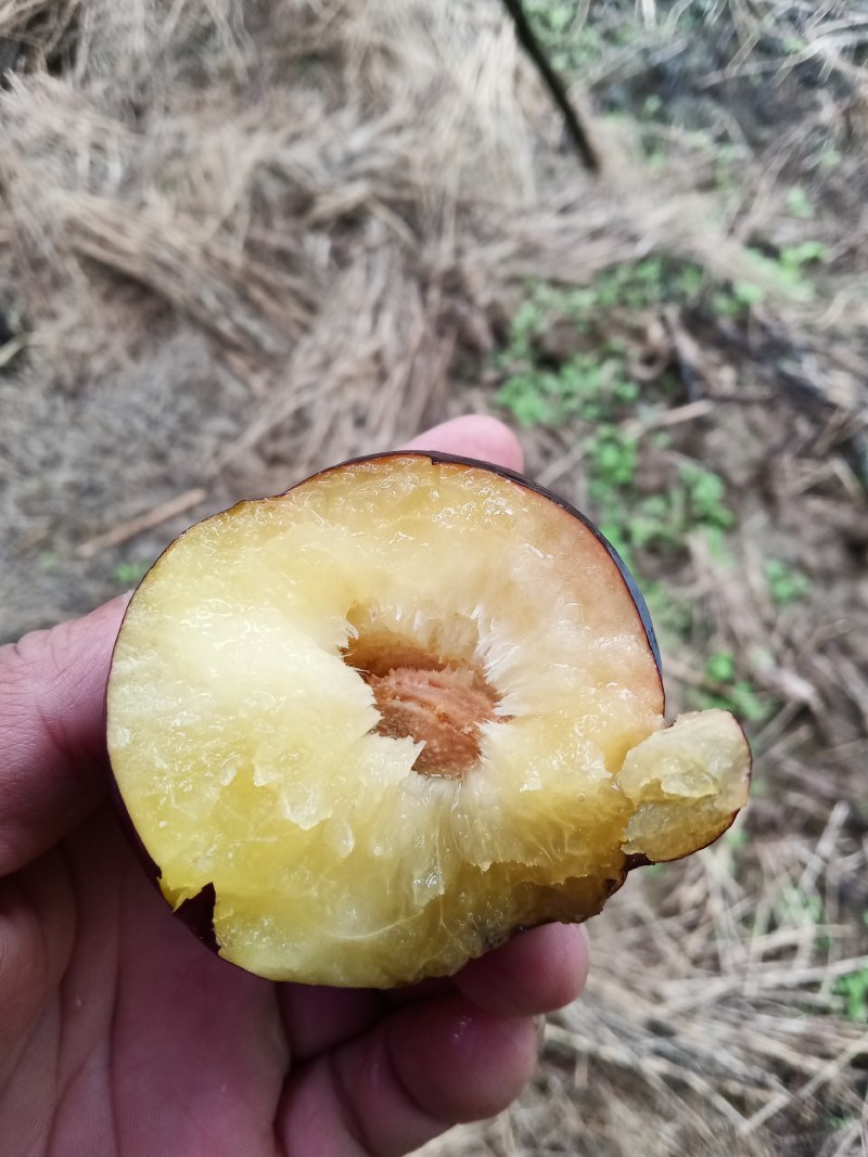 早黑李