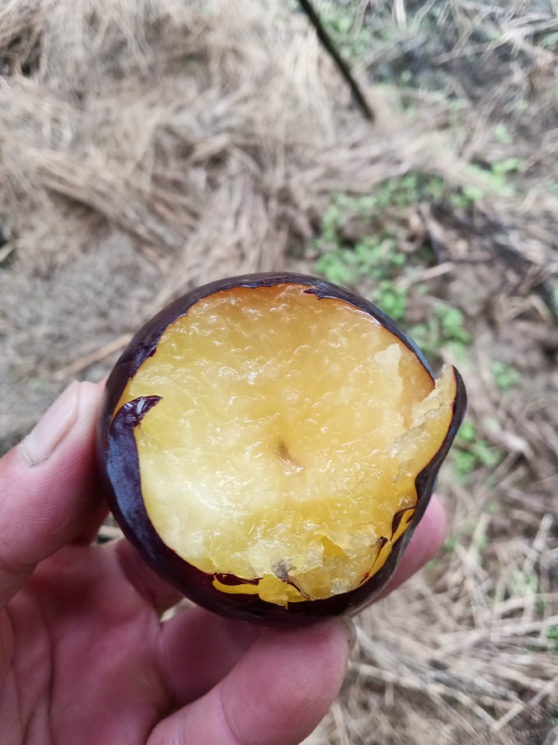 早黑李