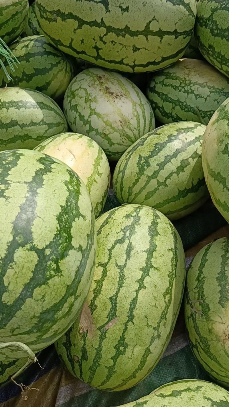 湖北宜城金城五号大量上市，货源充足，质量保证！