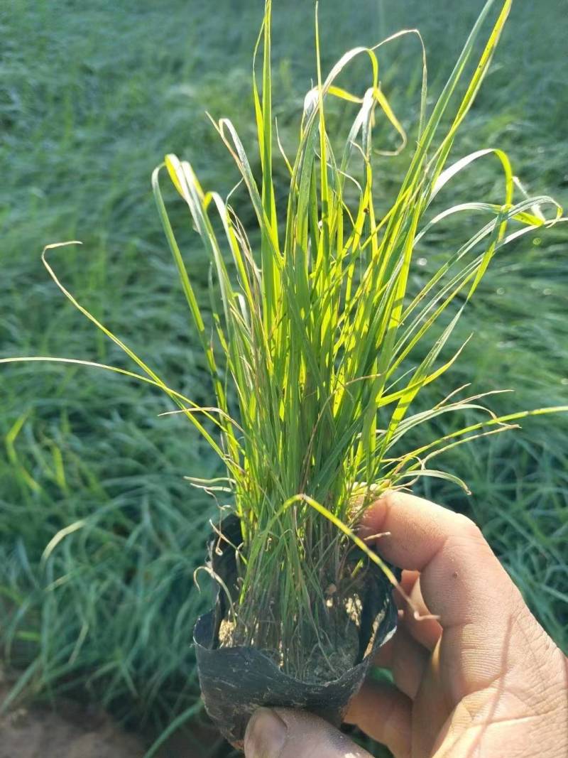 青绿苔草青绿苔草杯苗青绿苔草基地基地直供山东青绿