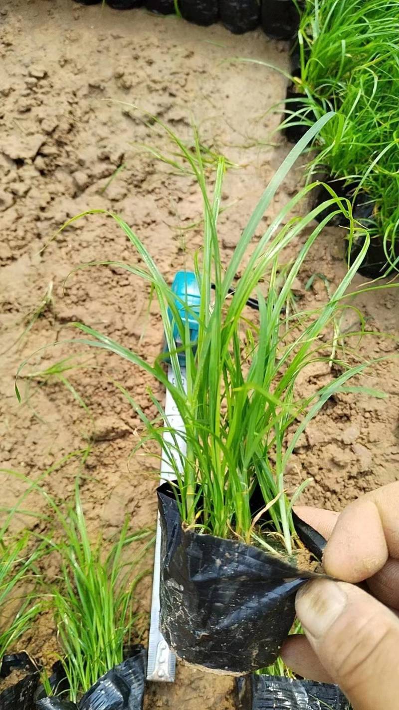 青绿苔草青绿苔草杯苗青绿苔草基地基地直供山东青绿