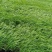 青绿苔草青绿苔草杯苗青绿苔草基地基地直供山东青绿