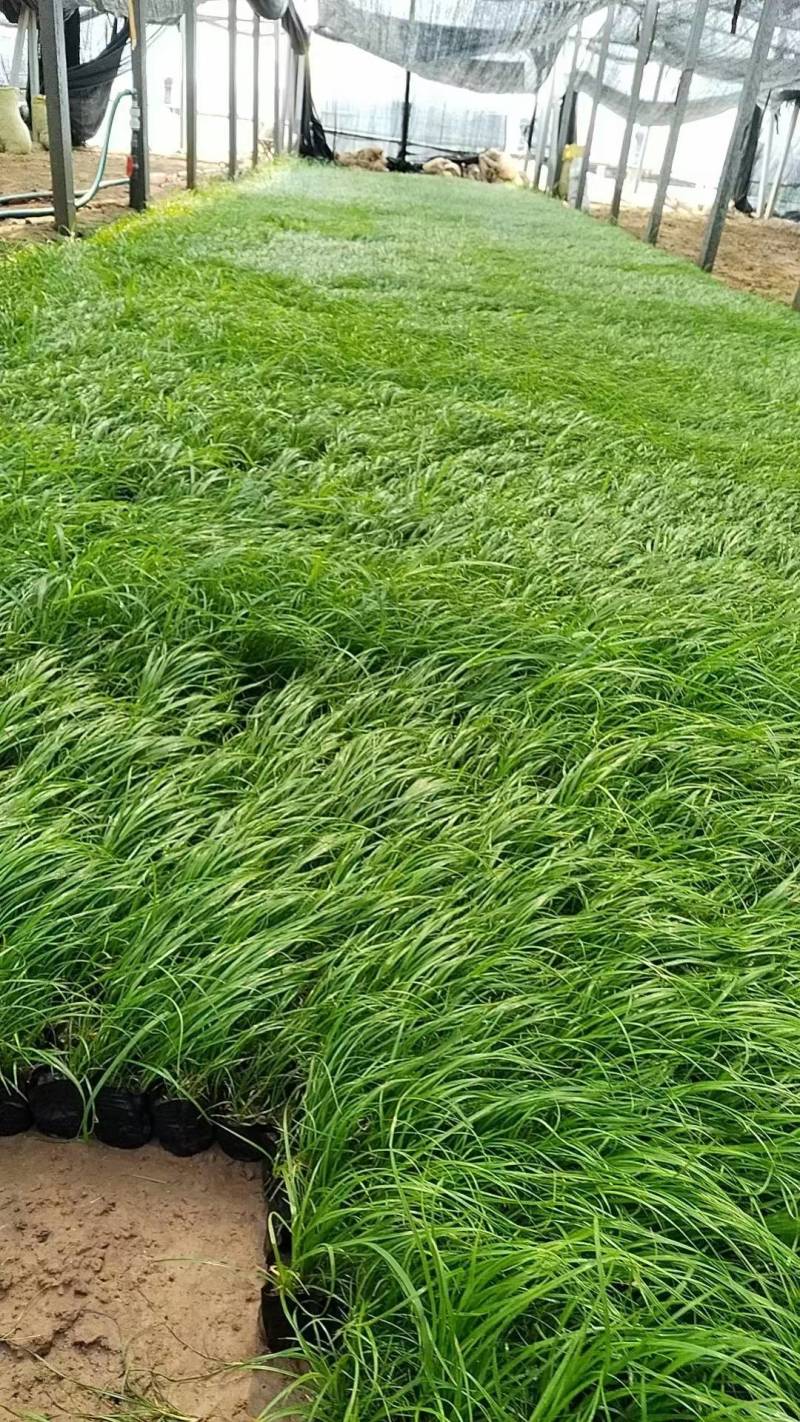 青绿苔草青绿苔草杯苗青绿苔草基地基地直供山东青绿