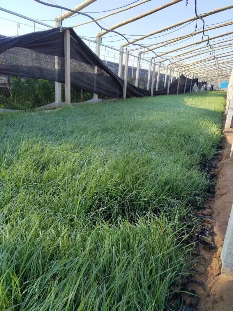 青绿苔草青绿苔草杯苗青绿苔草基地基地直供山东青绿