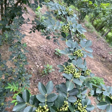 湖北枝江花椒