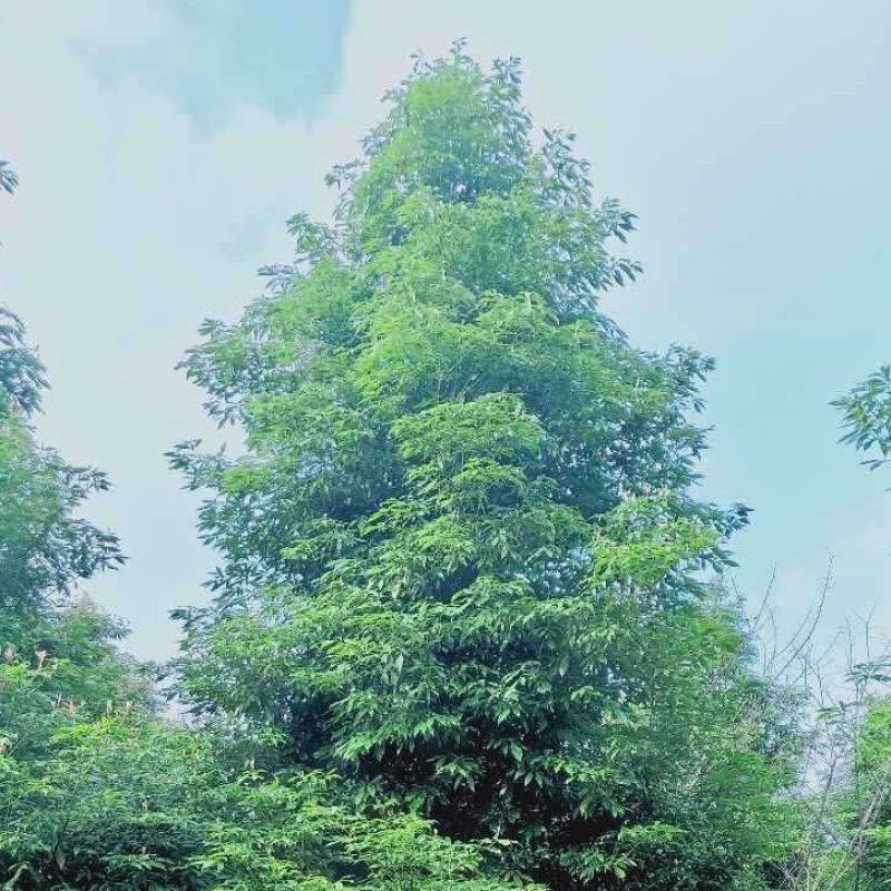 桢楠