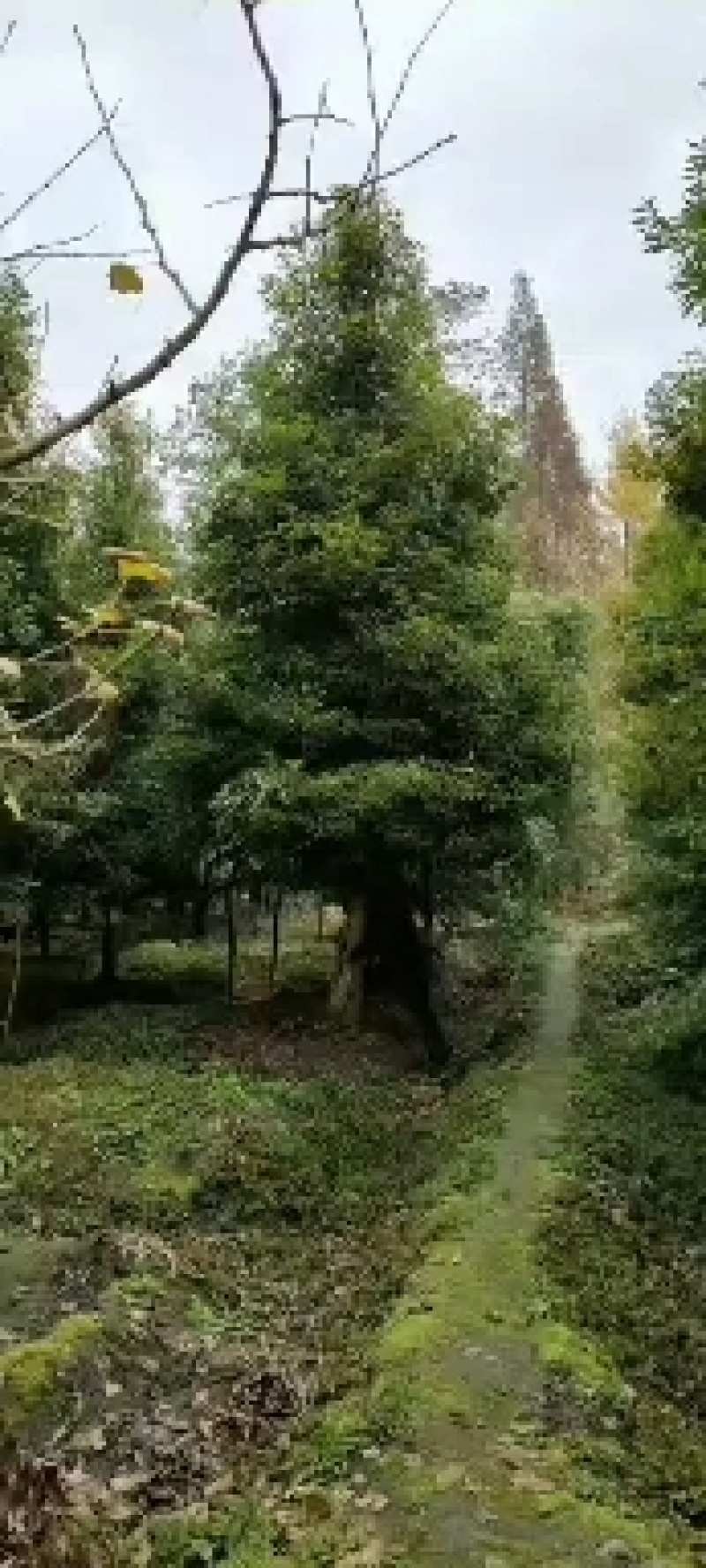 桢楠