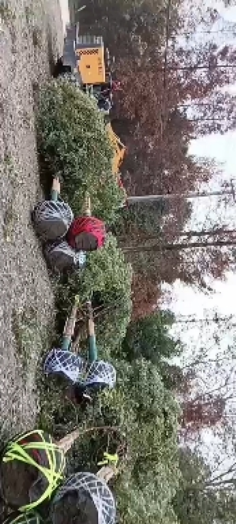 桢楠