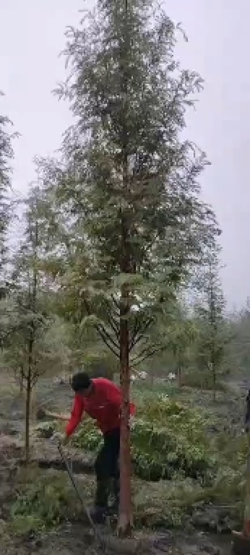 四川水杉品质保证诚信经营欢迎联系自家苗圃各规格都有