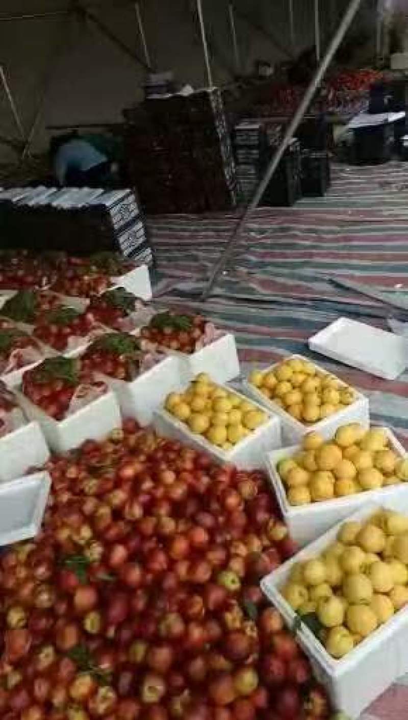 中油四号油桃果形端正熟度刚好耐运输储存甜度高承接电商
