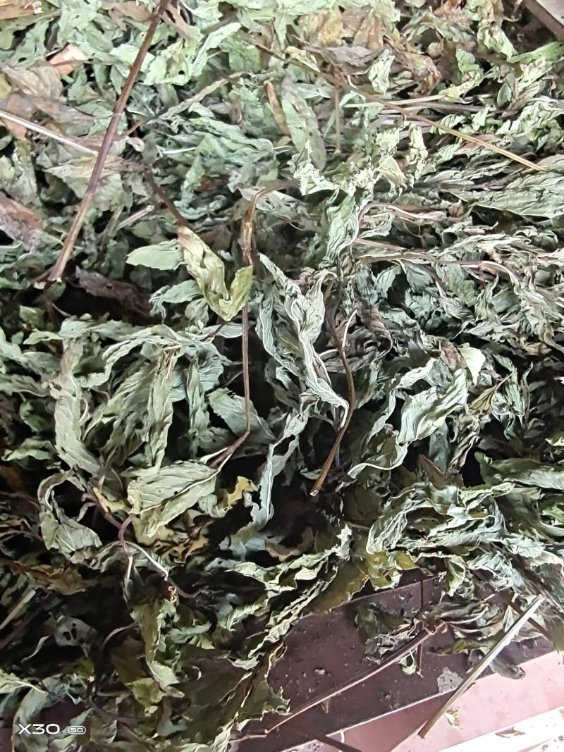 红杆薄荷干货鲜货！一手货源基地直发有需可详谈视频看货