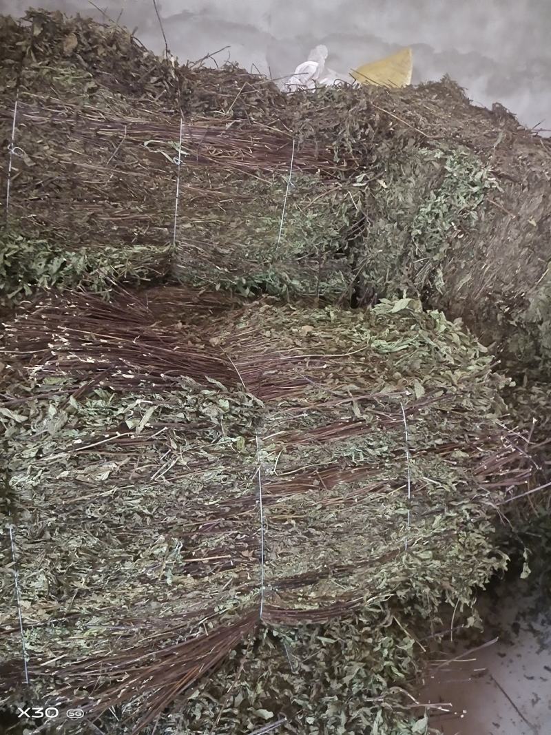 红杆薄荷干货鲜货！一手货源基地直发有需可详谈视频看货
