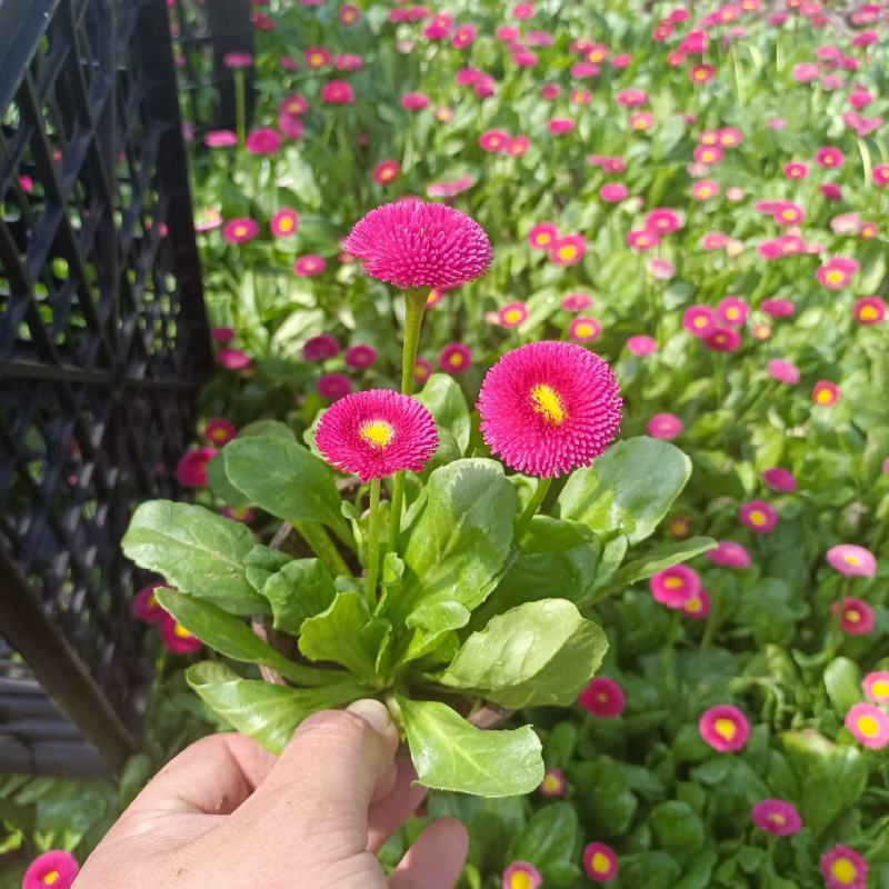雏菊基地直销，大量供应，可实地看货，一手货源。