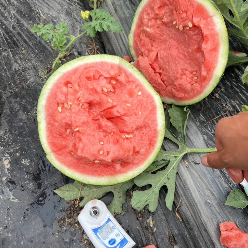 【荐】甘肃西瓜平凉无籽美都西瓜产地直销货源充足欢迎来电订购