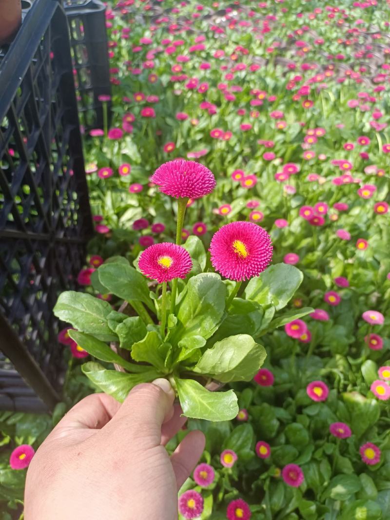 雏菊基地直销，大量供应，可实地看货，一手货源。