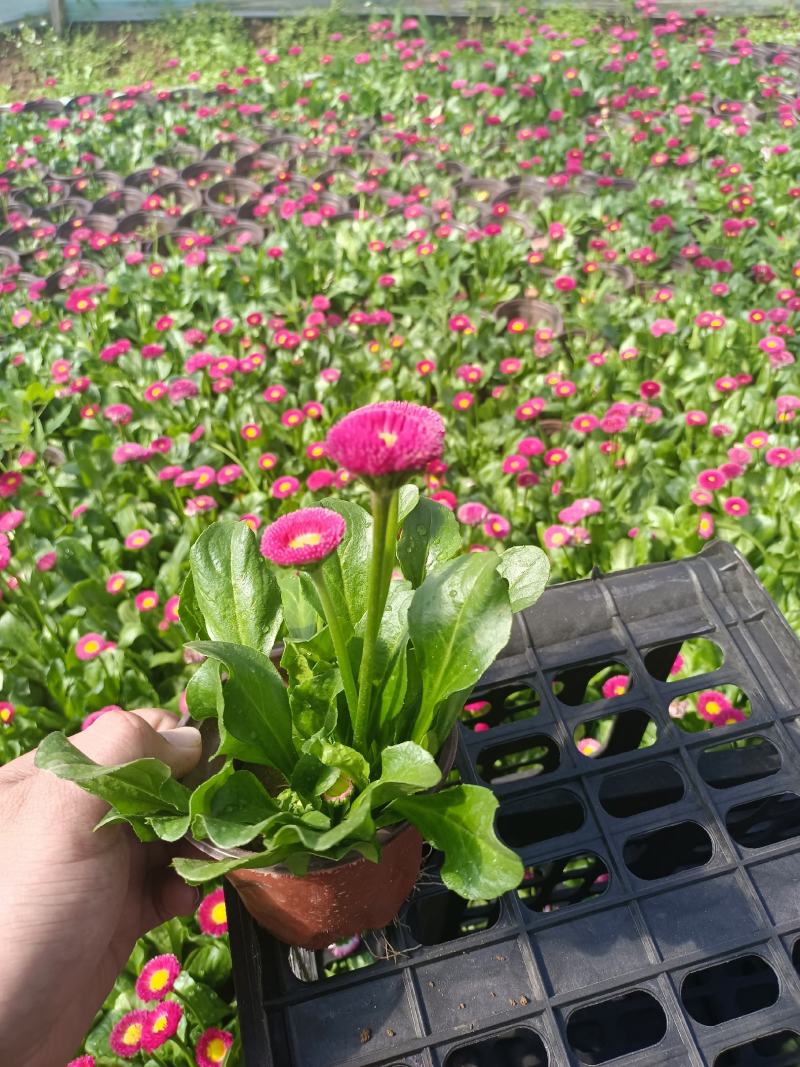 雏菊基地直销，大量供应，可实地看货，一手货源。