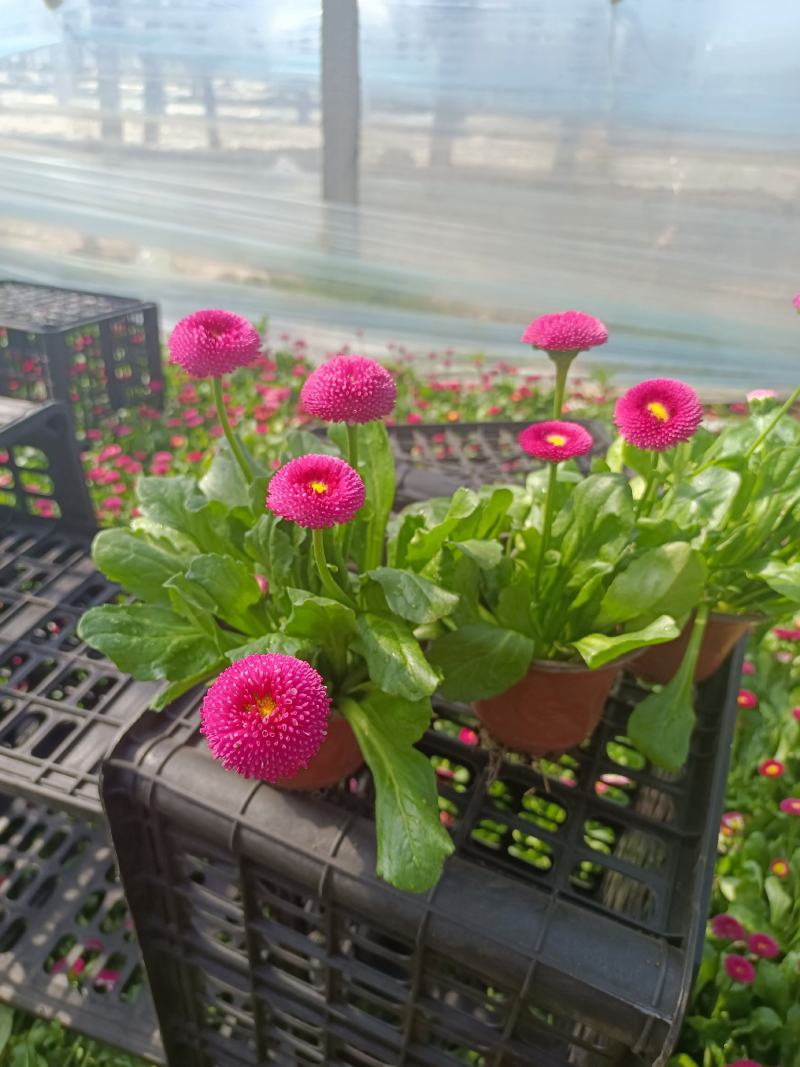 雏菊基地直销，大量供应，可实地看货，一手货源。